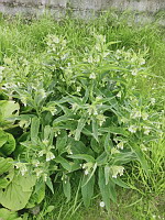 Consoude officinale - Symphytum officinale (photo Mrugala F., Lens, mai 2024)(5)